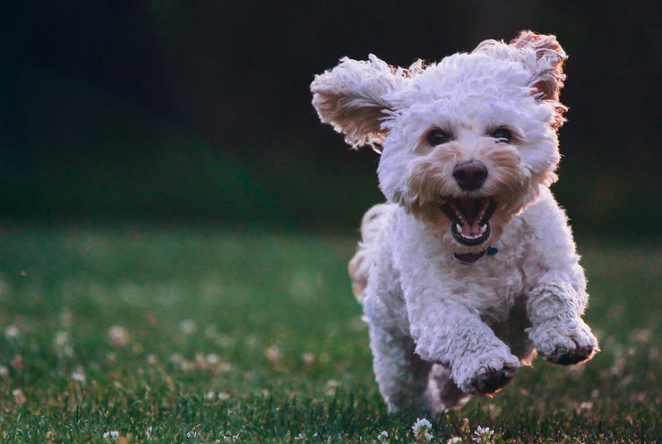 ドライブ好き必見 福井県で愛犬と一緒に楽しめるドッグラン3選 サクッと読めるくるまmagazine