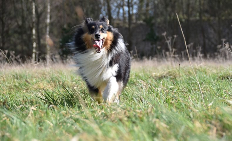 千葉県ドライブで愛犬と一緒にドライブ ドッグランが楽しめる場所をご紹介 サクッと読めるくるまmagazine