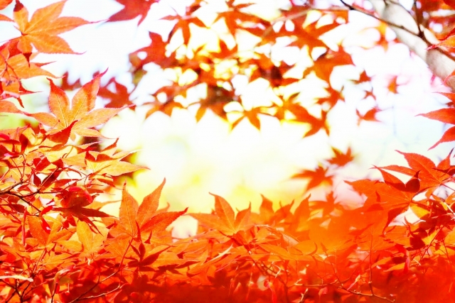 鹿児島県の紅葉スポット霧島神社や藺牟田池を紹介 紅葉の魅力について迫る サクッと読めるくるまmagazine
