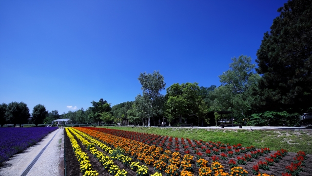 癒しを求めてドライブ 和歌山県でおすすめの植物園を紹介 サクッと読めるくるまmagazine