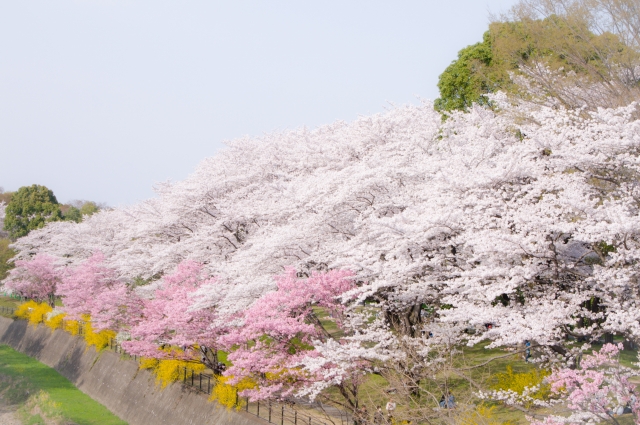 千葉県でおすすめする21年車で行ける桜の花見スポットを紹介 サクッと読めるくるまmagazine