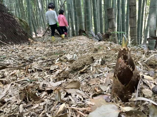 タケノコの産地 岡山県 でタケノコ掘りや山菜採りが出来るところをご紹介 サクッと読めるくるまmagazine