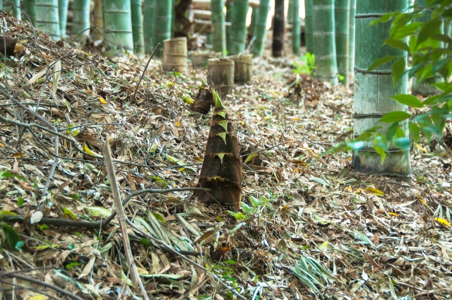 体験イベントの宝庫 山口県 でおすすめの山菜採りやたけのこ掘りスポットを紹介 サクッと読めるくるまmagazine