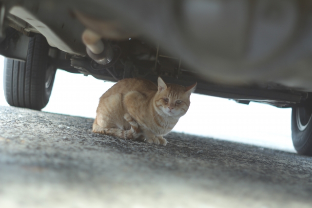 猫が車に侵入 なぜ サクッと読めるくるまmagazine
