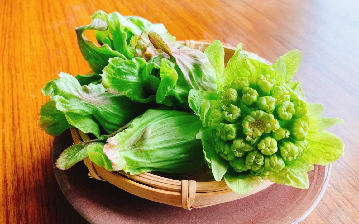 北海道でおすすめの山菜スポットをご紹介 新鮮な山菜が道の駅でも手に入る サクッと読めるくるまmagazine