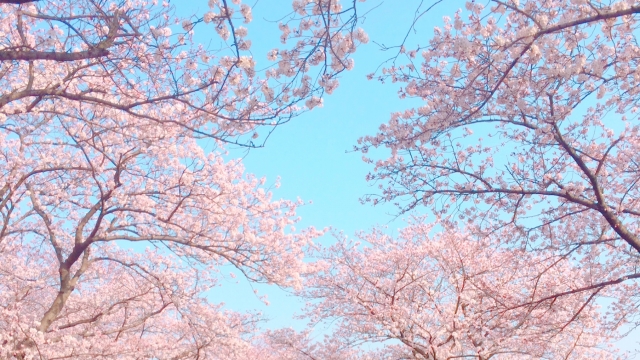 奈良県でオススメ 21年車で行ける桜の花見スポットを紹介 サクッと読めるくるまmagazine