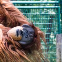 Ff車でおなじみのコーナリング タックインについて詳しく解説 サクッと読めるくるまmagazine